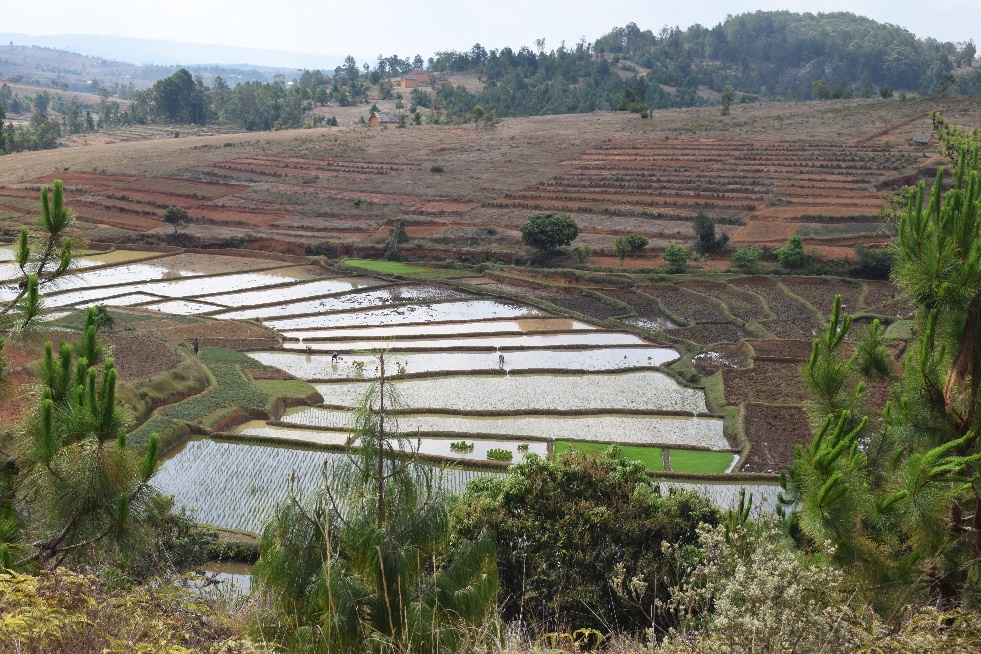 Paysage agricole en terrasses à Fandriana