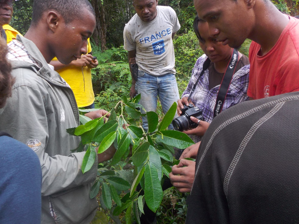 Observation de jeunes plants à Befotaka